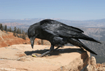 Common Raven 6 - Corvus corax