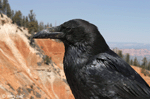 Common Raven 7 - Corvus corax