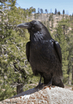 Common Raven - Corvus corax