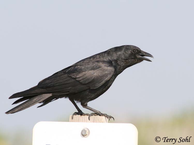 Fish Crow - Corvus ossifragus