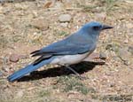 Mexican Jay - Aphelocoma wollweberi