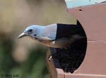 Mexican Jay 3 - Aphelocoma wollweberi