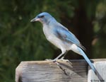 Mexican Jay 6 - Aphelocoma wollweberi
