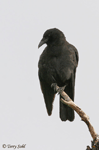 Northwestern Crow photo 1