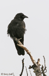 Northwestern Crow photo 2