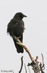 Northwestern Crow - Corvus caurinus