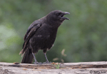 Northwestern Crow photo 3