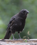 Northwestern Crow photo 4