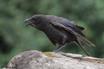 Northwestern Crow photo 5