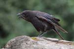 Northwestern Crow - Corvus caurinus