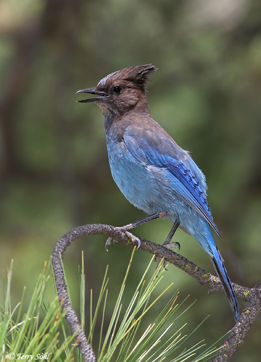 Steller's Jay - Cyanocitta stelleri