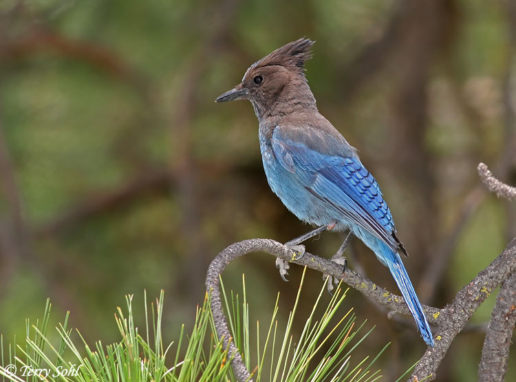 Steller's Jay - Cyanocitta stelleri