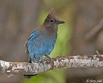 Steller's Jay - Cyanocitta stelleri