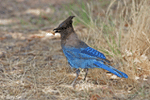 Steller's Jay - Cyanocitta stelleri