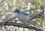 Woodhouse's Scrub-Jay - Aphelocoma woodhouseii