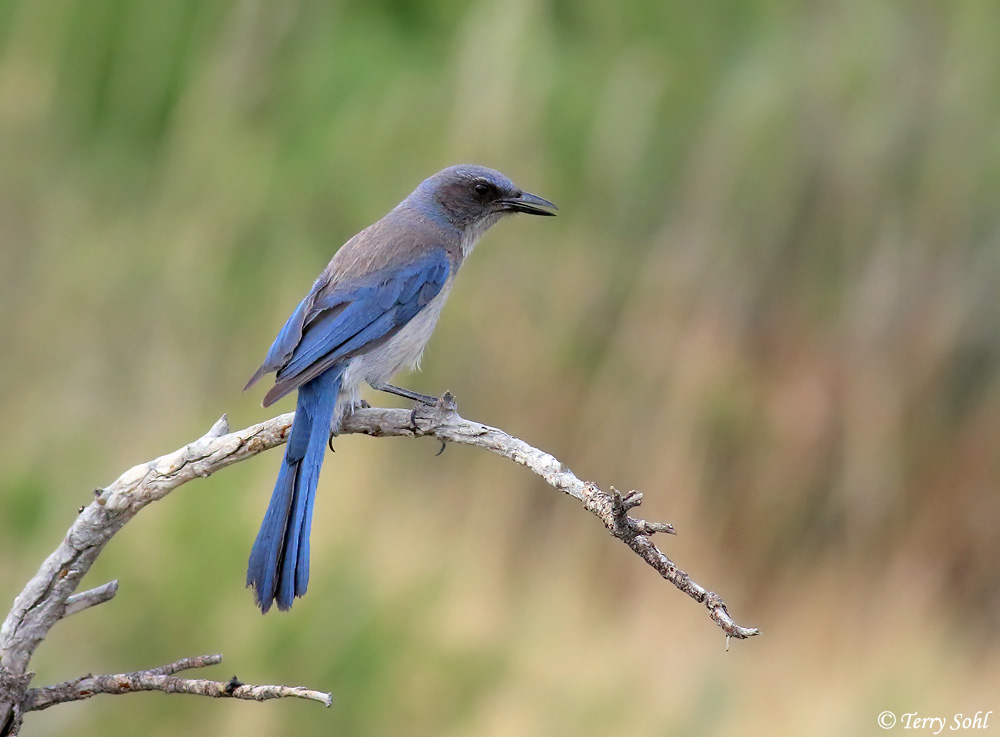 Woodhouse's Scrub Jay Information and Photos