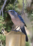Woodhouse's Scrub-Jay - Aphelocoma woodhouseii