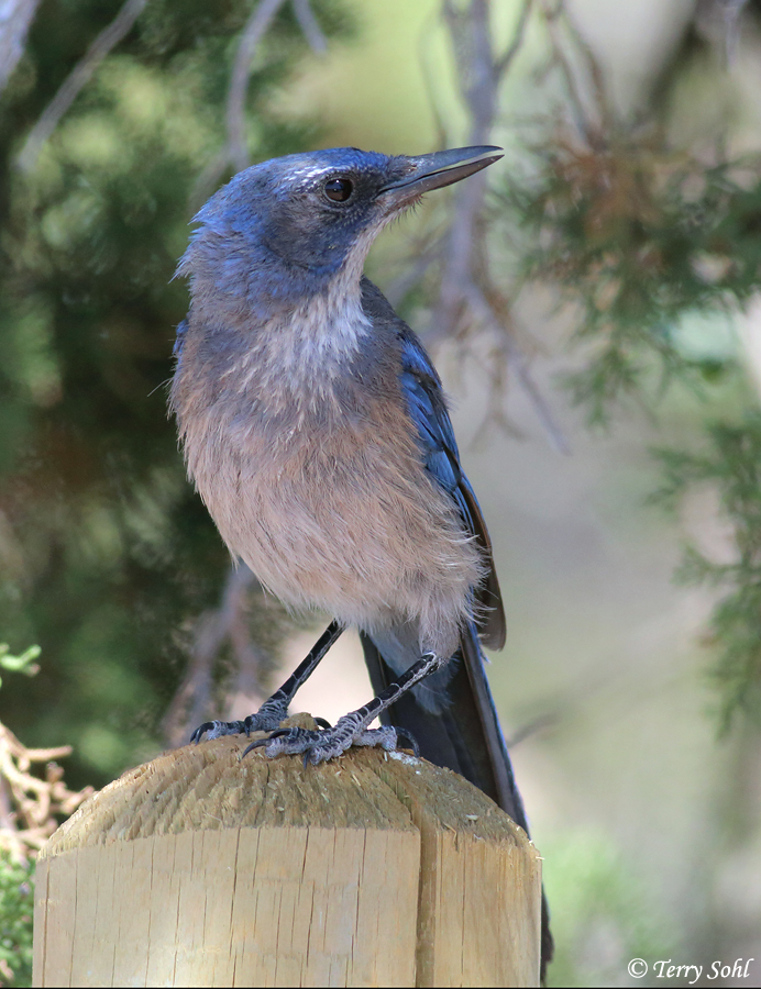 Woodhouse's Scrub Jay Information and Photos