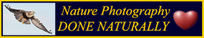 Nature Photography - Done Naturally - Click for info