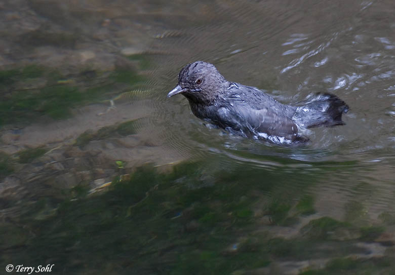 American Dipper - Cinclus mexicanus