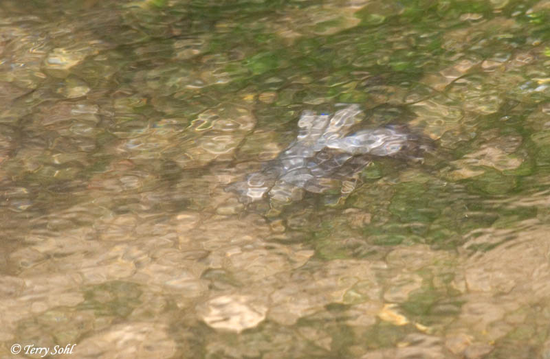 American Dipper - Cinclus mexicanus