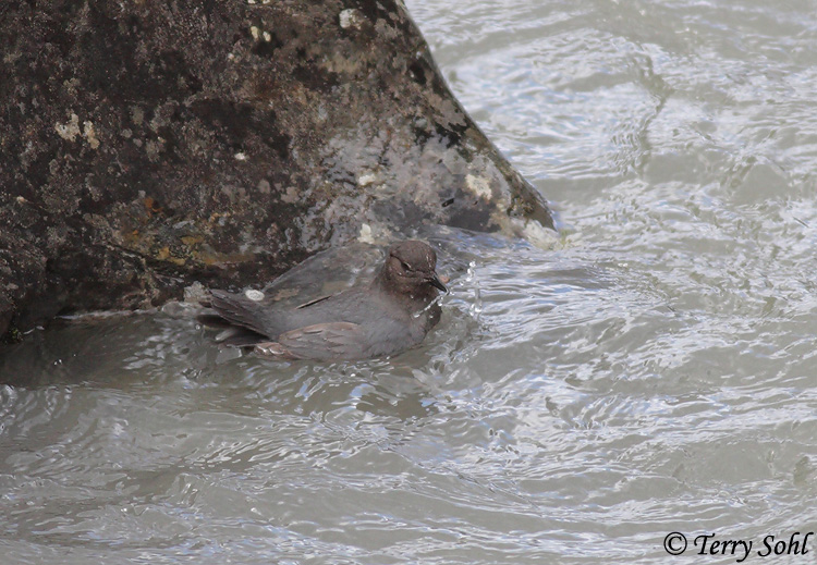 American Dipper - Cinclus mexicanus