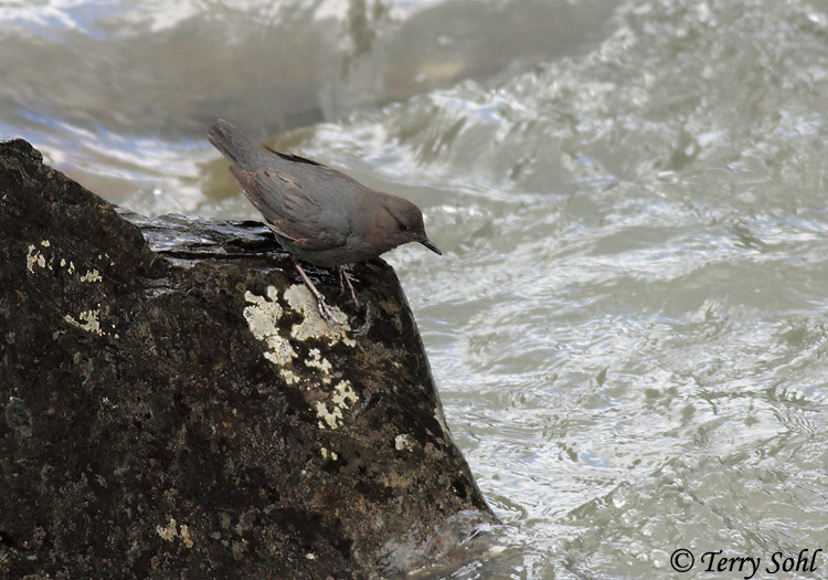 American Dipper - Cinclus mexicanus