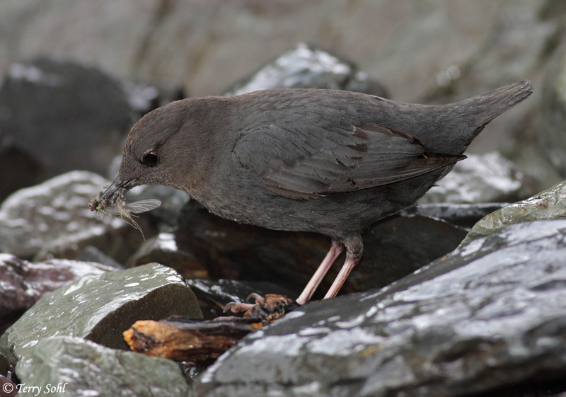 American Dipper - Cinclus mexicanus