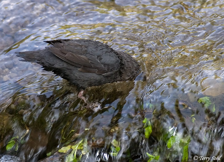 American Dipper - Cinclus mexicanus