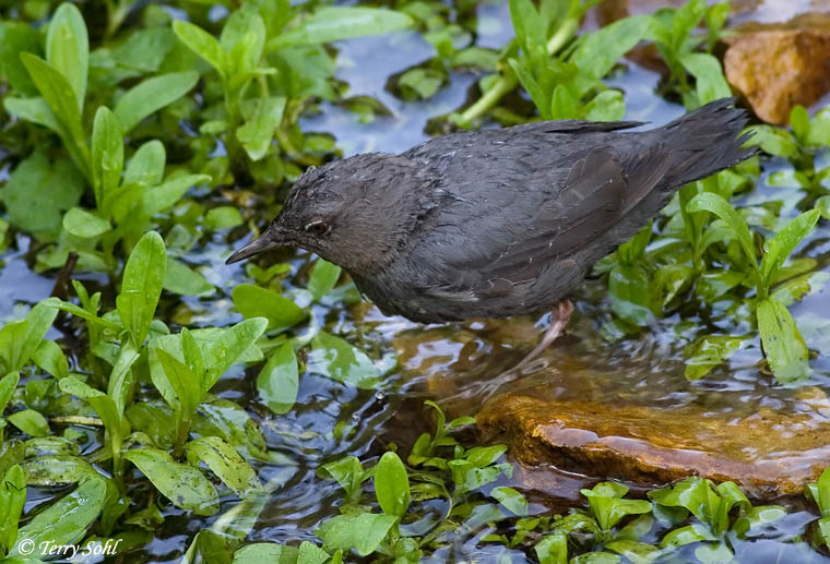 American Dipper - Cinclus mexicanus