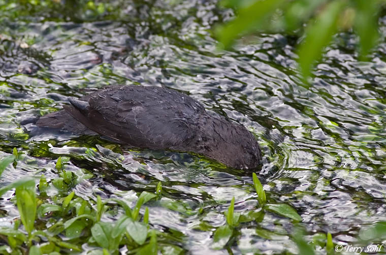 American Dipper - Cinclus mexicanus