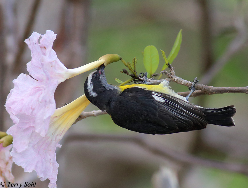 Bananaquit - Coereba flaveola