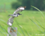 Belted Kingfisher 3 - Megaceryle alcyon