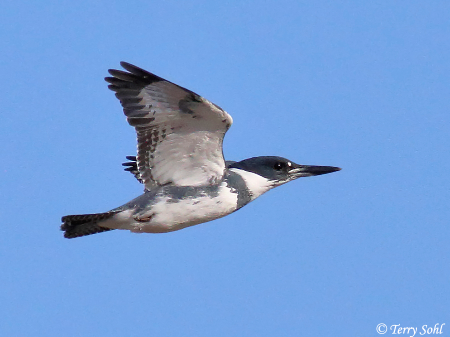 Belted Kingfisher - Megaceryle alcyon