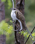 Black-billed Cuckoo 8 - Coccyzus erythropthalmus