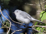 Blue-gray Gnatcatcher - Polioptila caerulea