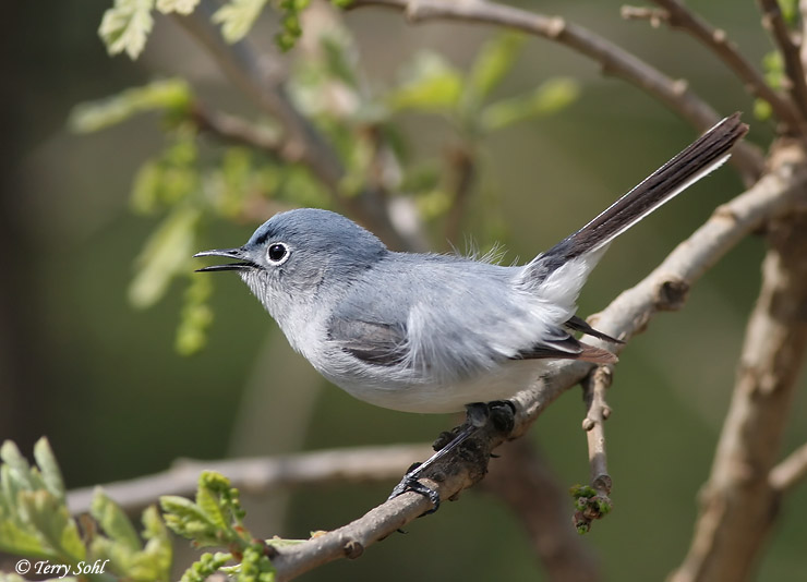 https://www.sdakotabirds.com/species_photos/other_birds/blue_gray_gnatcatcher_6.jpg