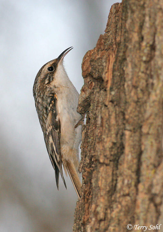 Brown Creeper - Certhia americana