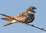 Common Nighthawk 2 - Chordeiles minor