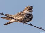 Common Nighthawk 6 - Chordeiles minor