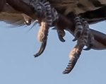 Common Nighthawk 6 - Chordeiles minor - Showing pectinate toe