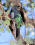 Coppery-tailed Trogon photo 1
