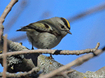Golden-crowned Kinglet 2 - Regulus satrapa