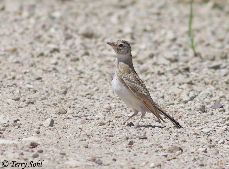 Horned Lark - Eremophila alpestris