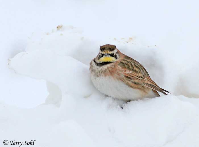 Horned Lark in Snow - Eremophila alpestris