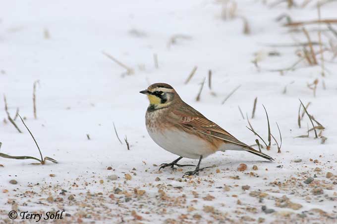Horned Lark - Eremophila alpestris