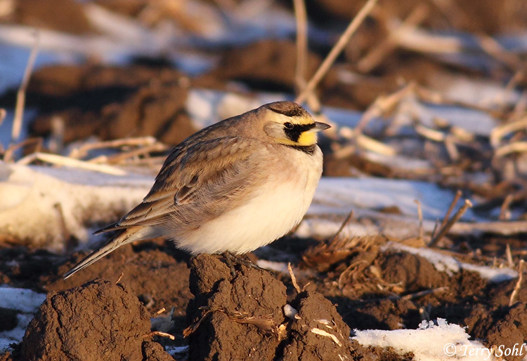 Horned Lark - Eremophila alpestris