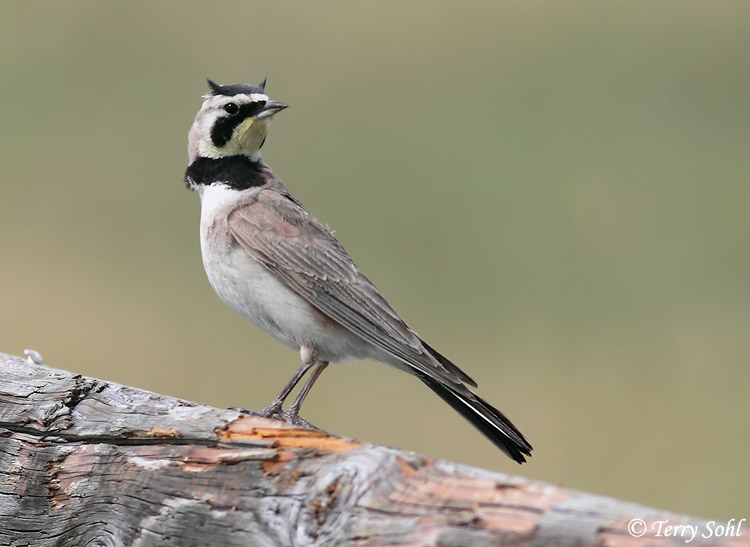 Horned Lark - Eremophila alpestris