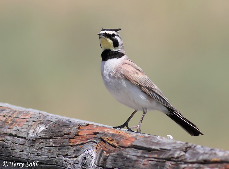 Horned Lark - Eremophila alpestris
