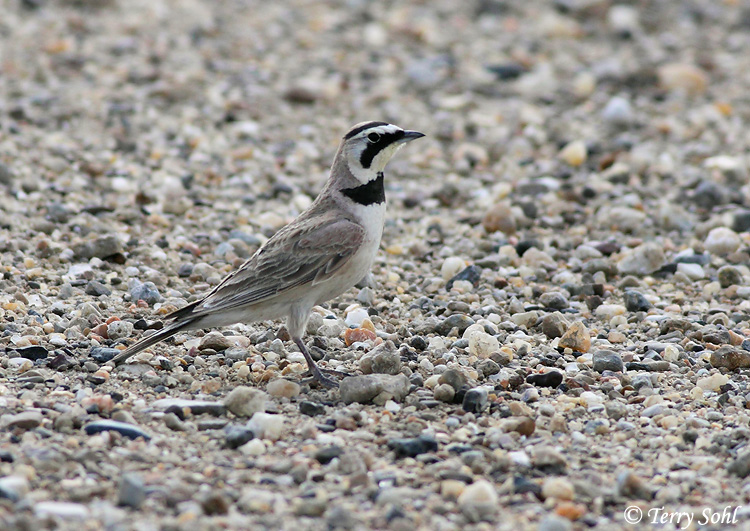 Horned Lark - Eremophila alpestris